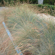 Festuca glauca