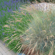 Festuca glauca