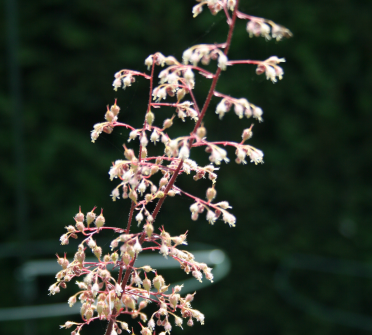 Heuchera micrantha 'Palace Purple'