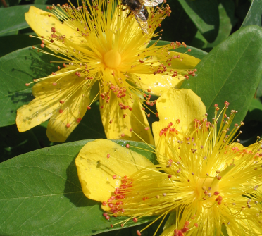 Hypericum calycinum