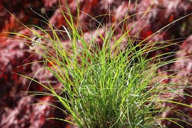 Miscanthus sinensis ' Adagio'