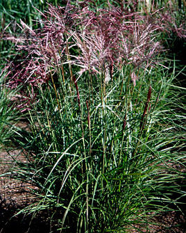 Miscanthus sinensis 'Ferner Osten'