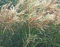 Miscanthus sinensis 'Flamingo'