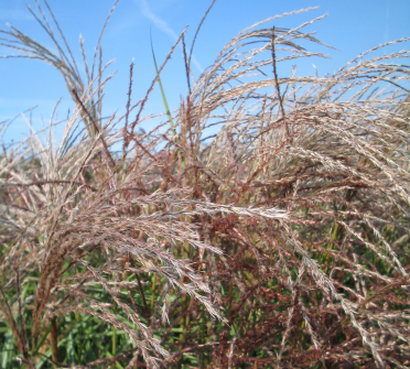 Miscanthus sinensis 'Flamingo'