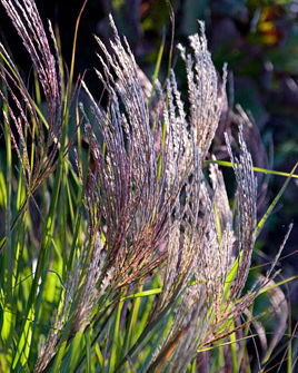 Miscanthus sinensis 'Grosse Fontäne'