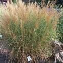 Miscanthus sinensis 'Kleine Silberspinne'