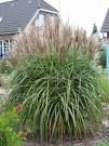 Miscanthus sinensis 'Malepartus'