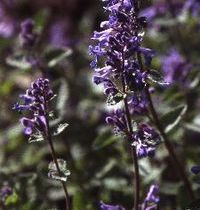 Nepeta faassenii