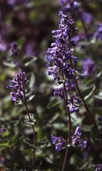 Nepeta faassenii