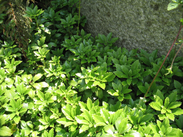 Pachysandra terminalis