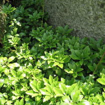 Pachysandra terminalis