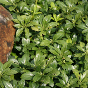 Pachysandra terminalis 'Green Carpet'