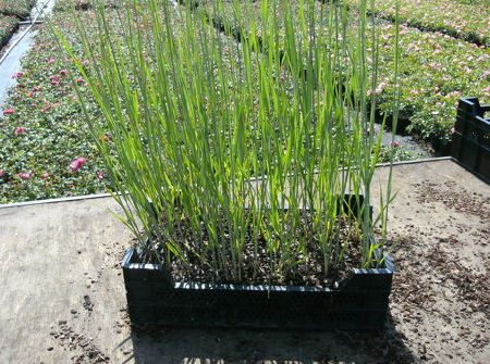 Panicum virgatum 'Heavy Metal'