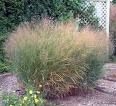 Panicum virgatum 'Heavy Metal'