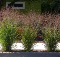 Panicum virgatum 'Rehbraun'