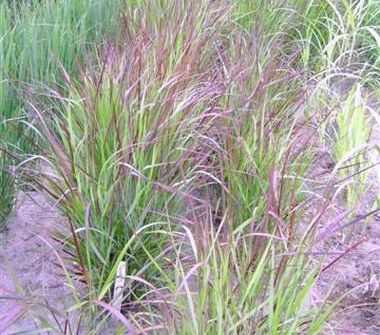 Panicum virgatum 'Squaw'