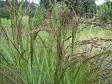 Panicum virgatum 'Warrior'