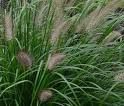 Pennisetum alopecuroides