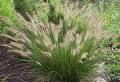 Pennisetum alopecuroides 'Hameln'