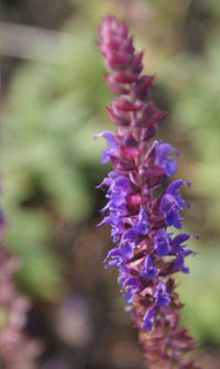 Salvia nemorosa 'Ostfriesland'