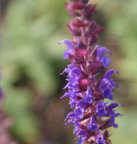 Salvia nemorosa 'Ostfriesland'