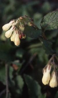 Symphytum grandiflorum