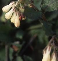 Symphytum grandiflorum