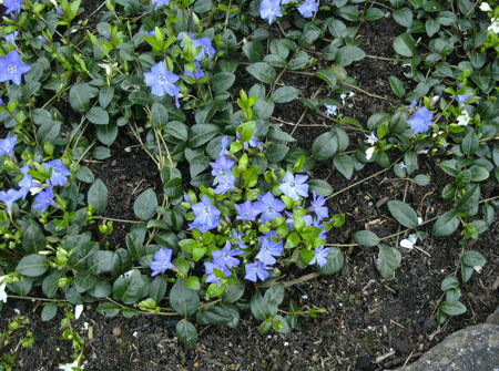 Vinca minor