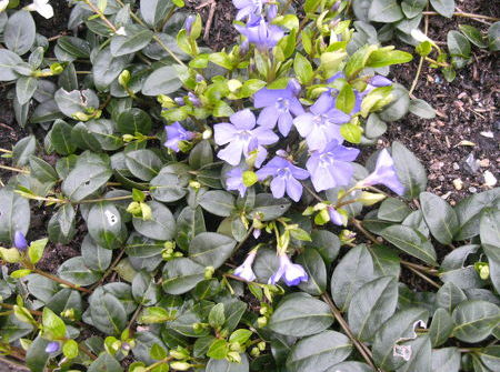 Vinca minor