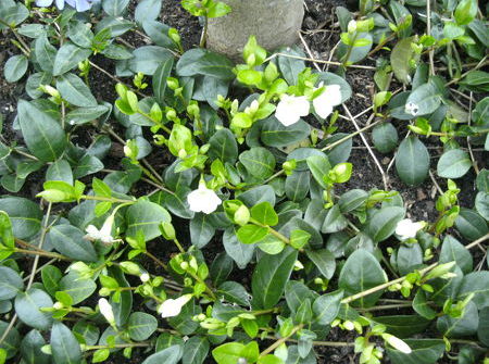 Vinca minor 'Alba'