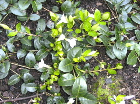 Vinca minor 'Alba'