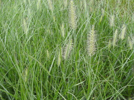 Pennisetum alopecuroides 'Hameln'